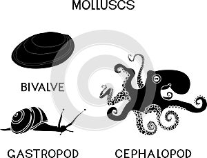 Black silhouette of three types of molluscs: cephalopod, gastropod, bivalve. photo